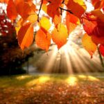 Autumn-Leaves-in-sunshine